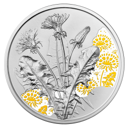Stříbrná mince 1/2 Oz Pampeliška 2022